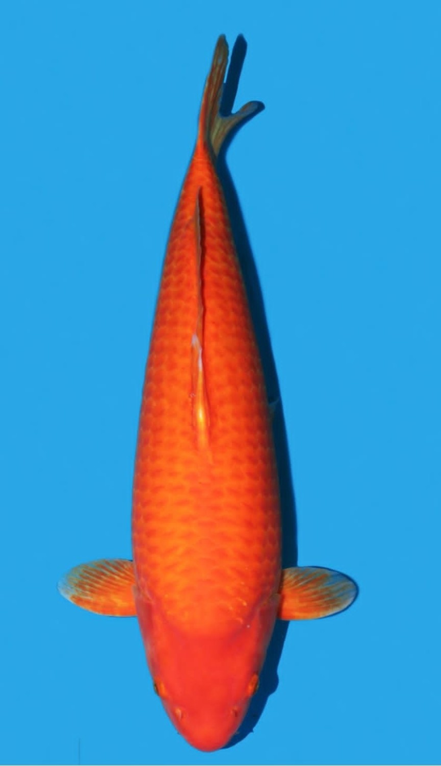 Juara 1