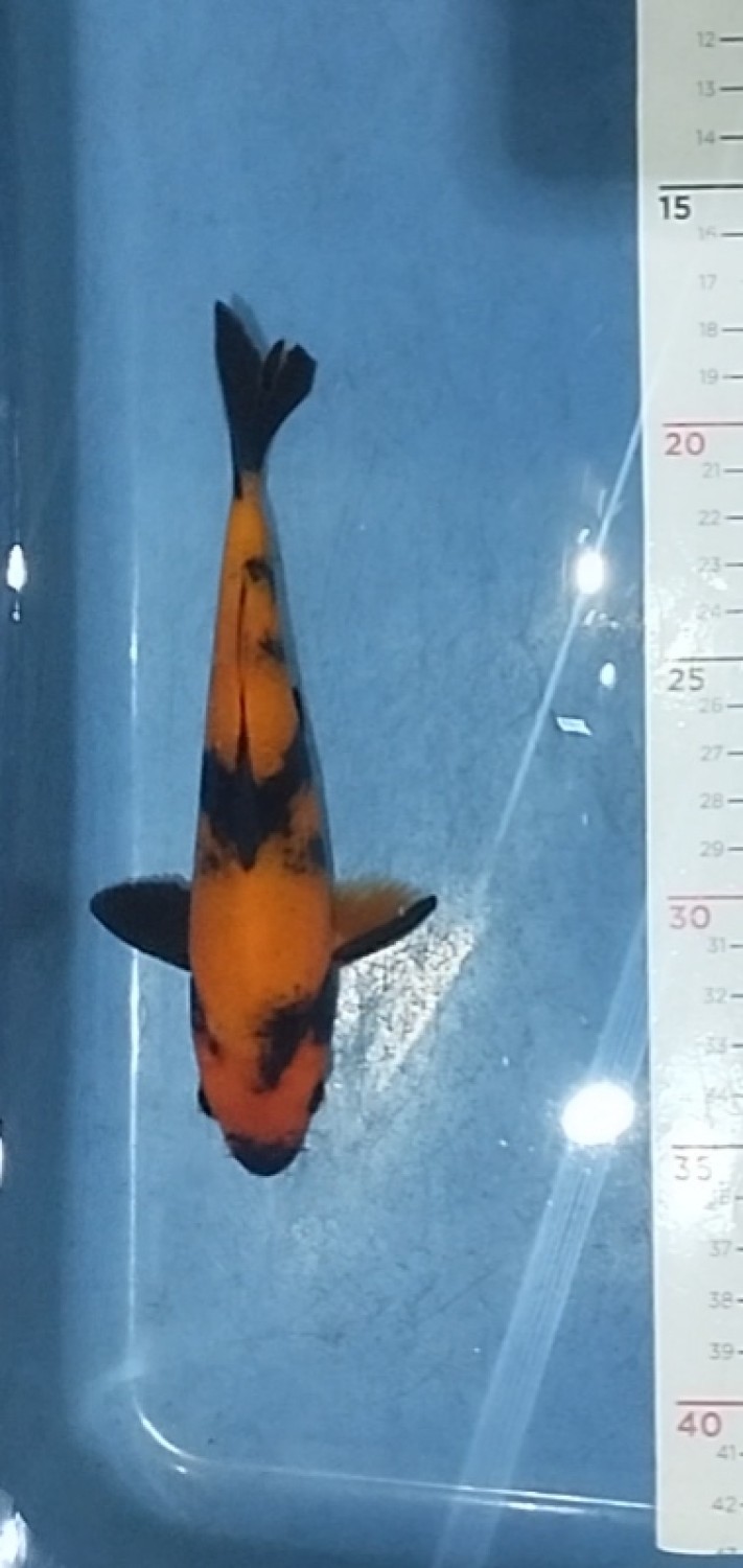 Juara 2