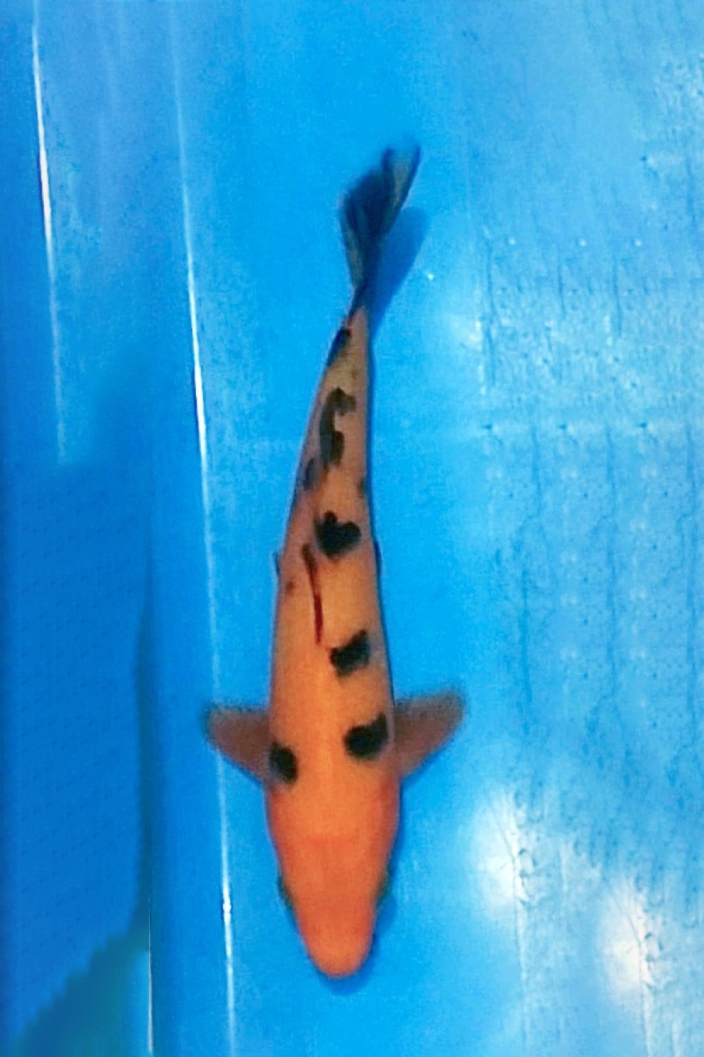 Juara 5