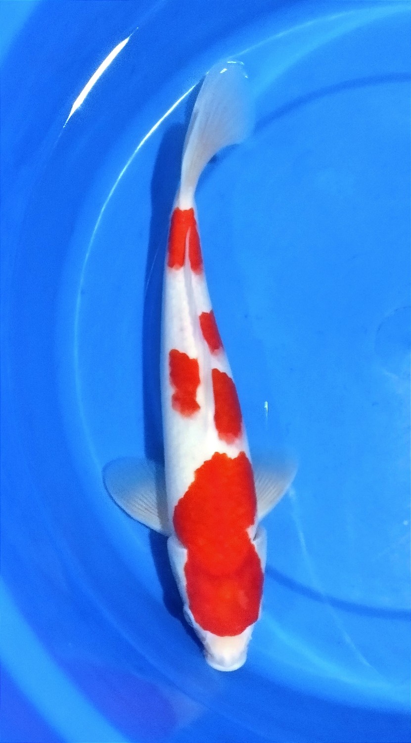 Juara 5