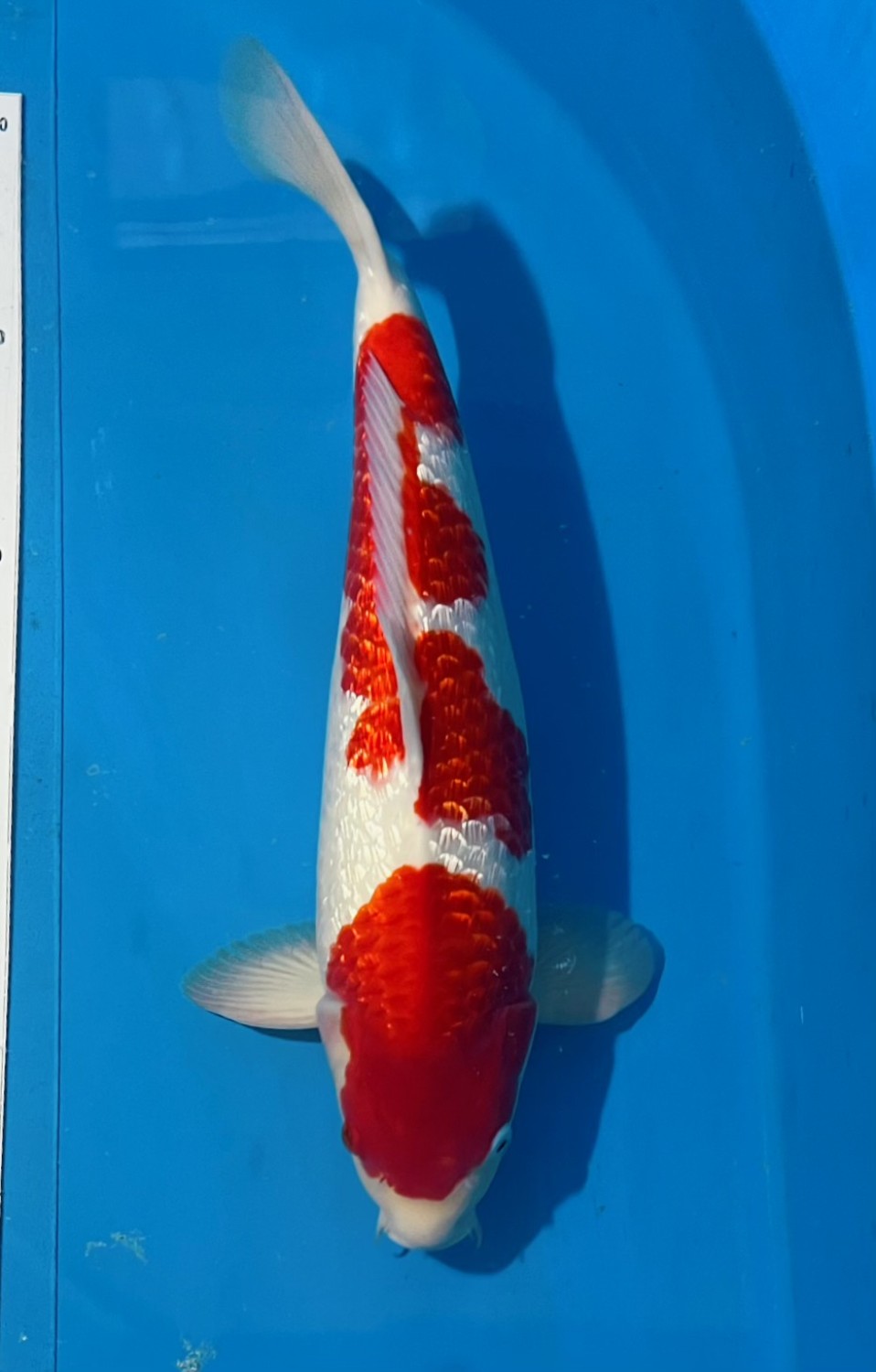 Juara 1
