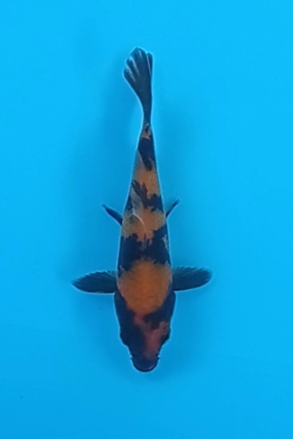 Juara 5
