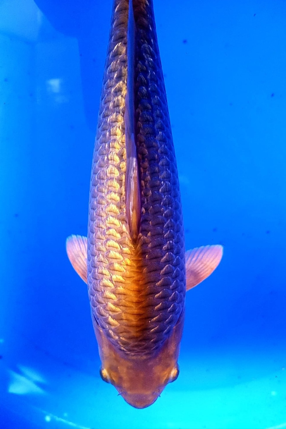 Juara 3