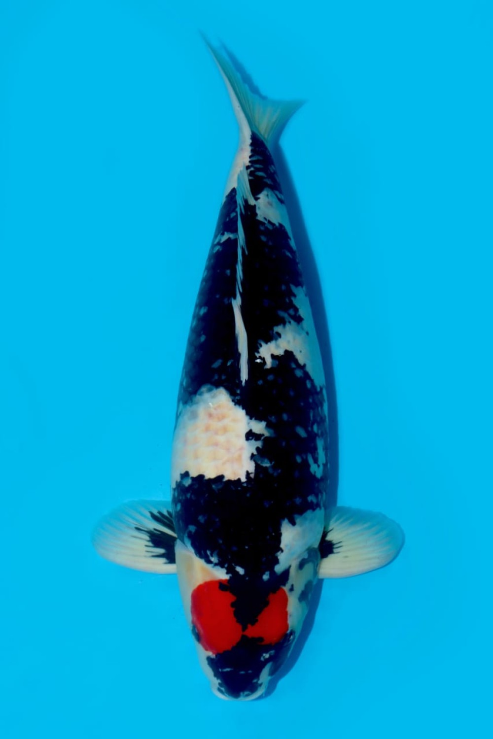 Juara 1