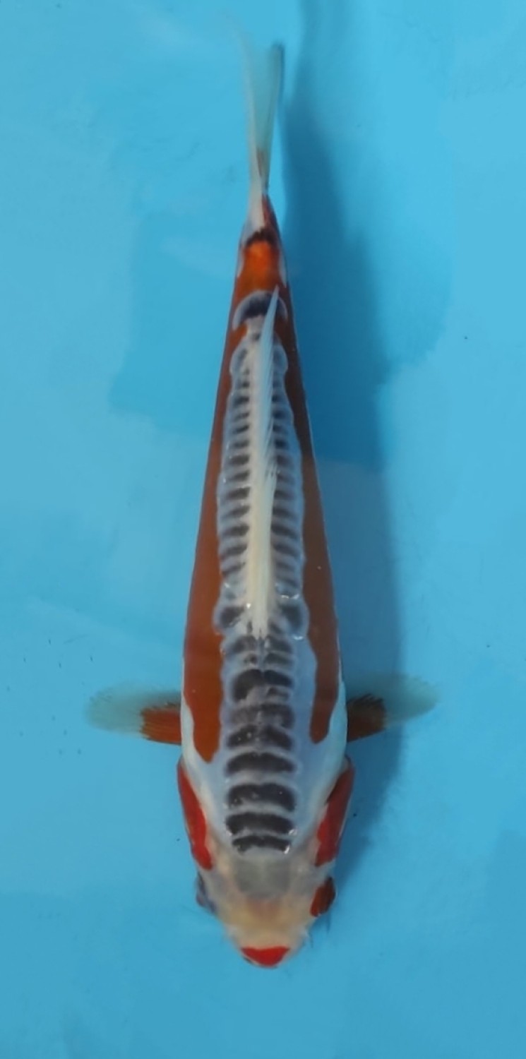 Juara 2