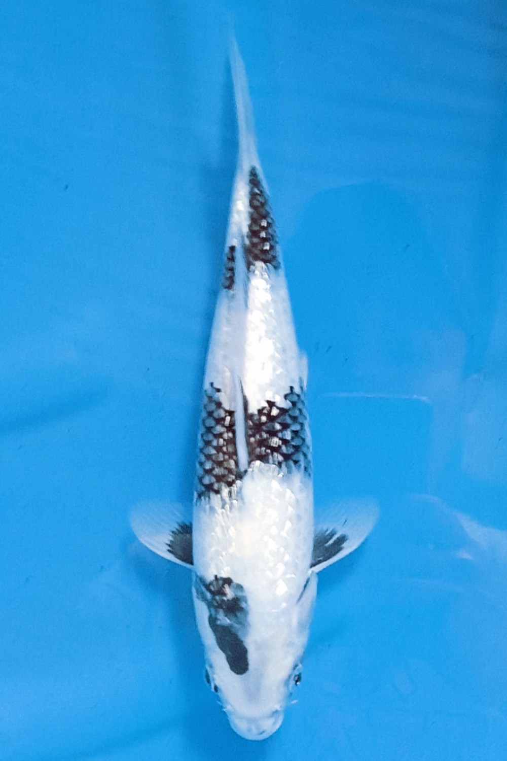 Juara 2