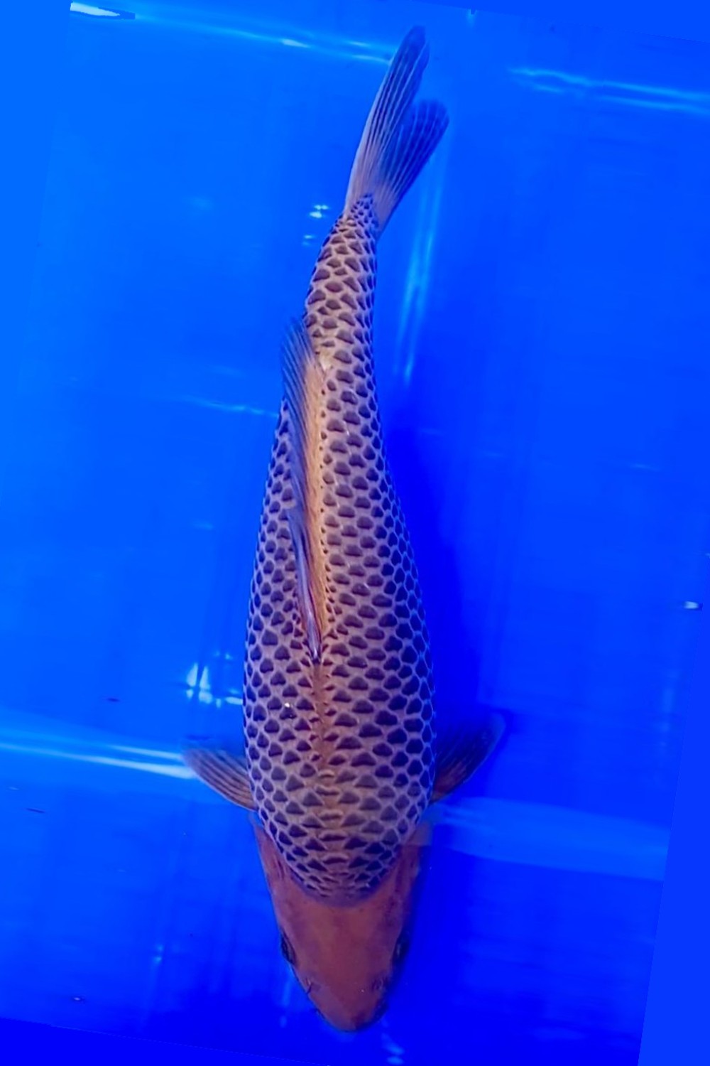 Juara 2