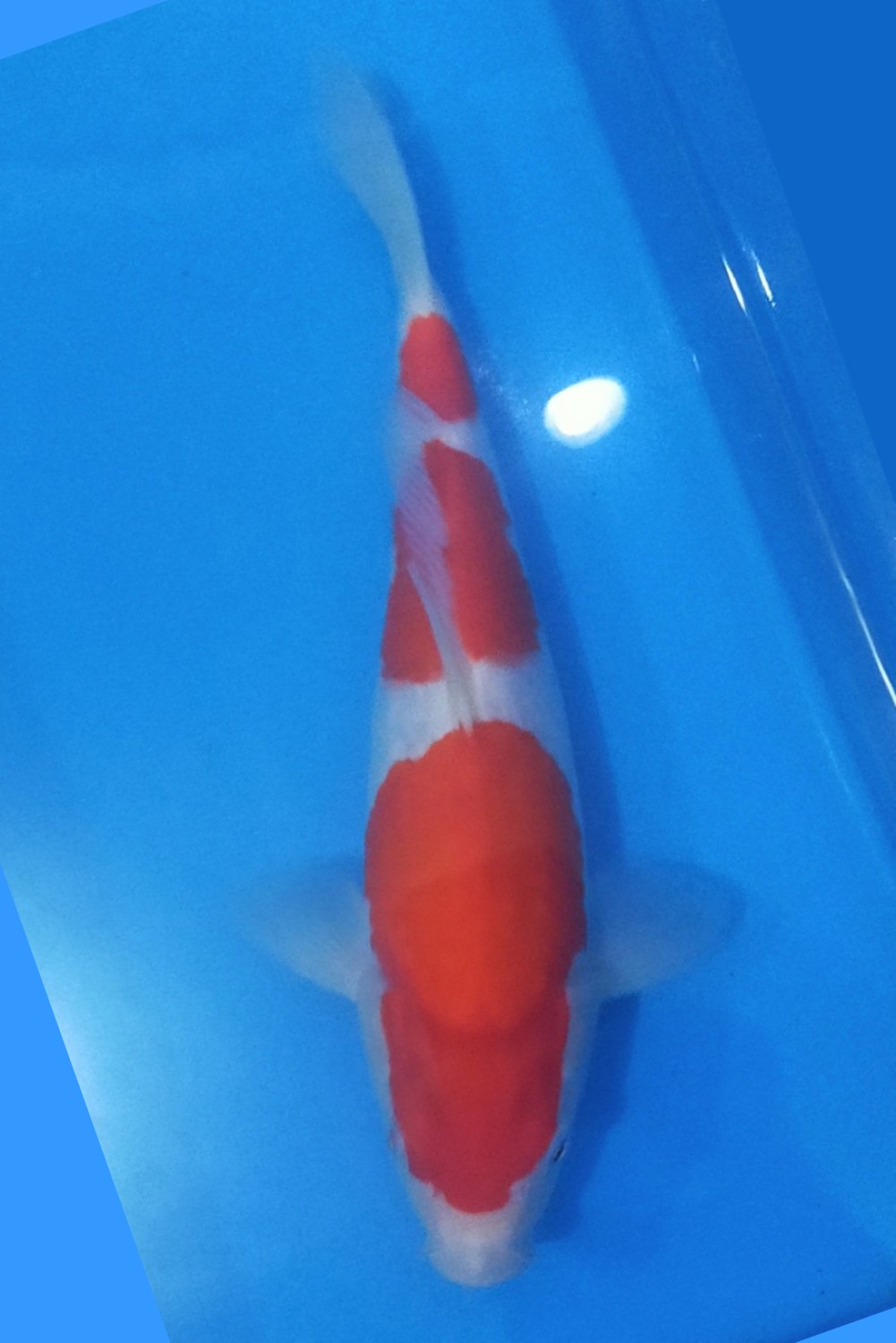 Juara 1