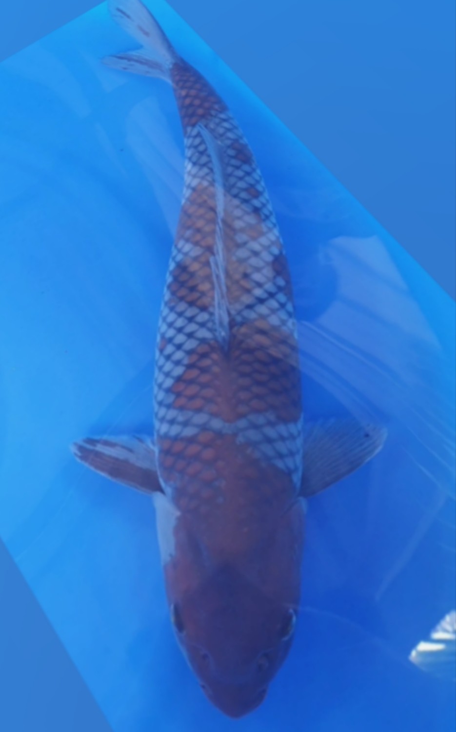 Juara 1