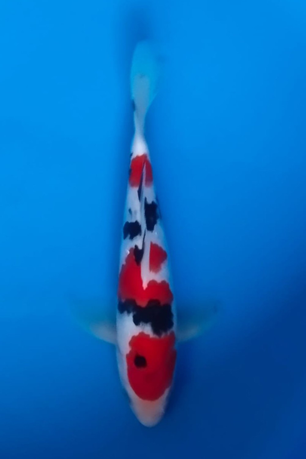 Best In Size A, 21 - 25 cm