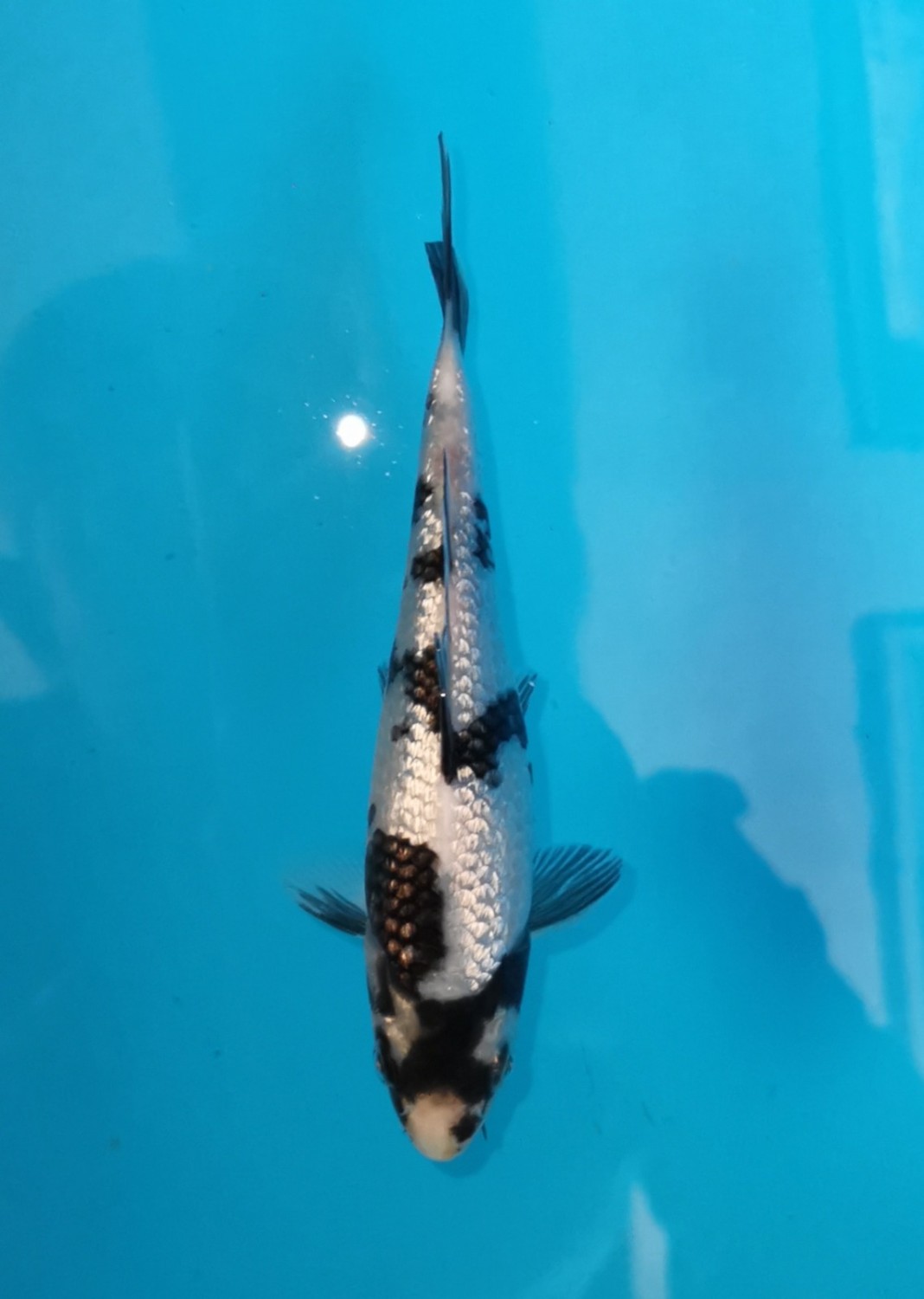Juara 1