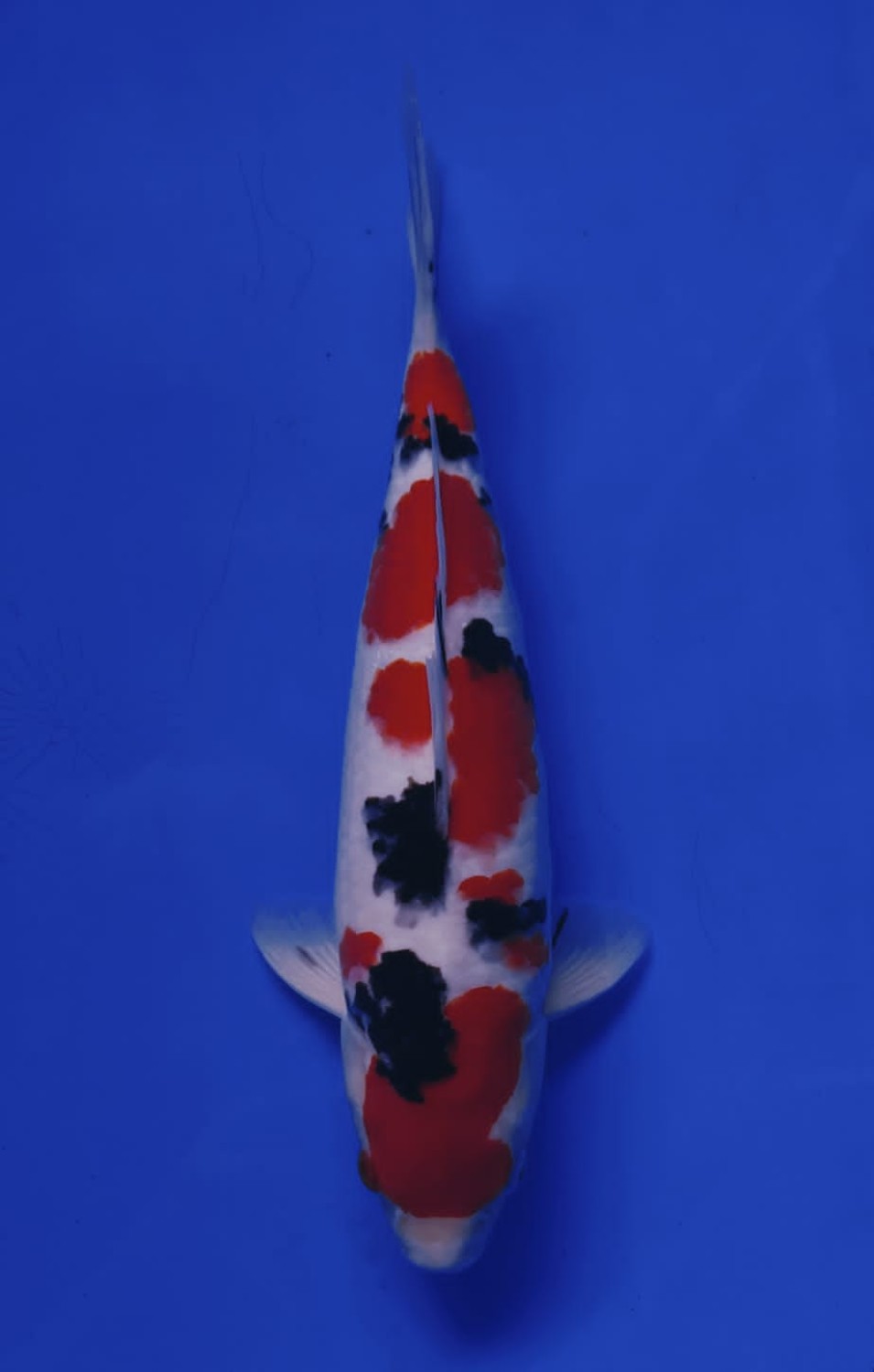 Juara 2