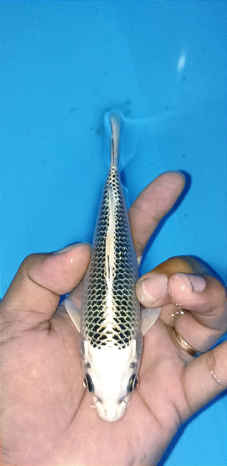 Juara 2