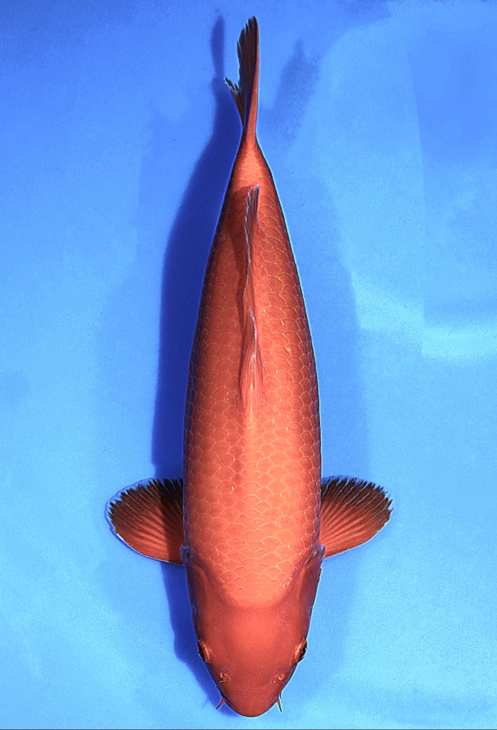 Juara 1
