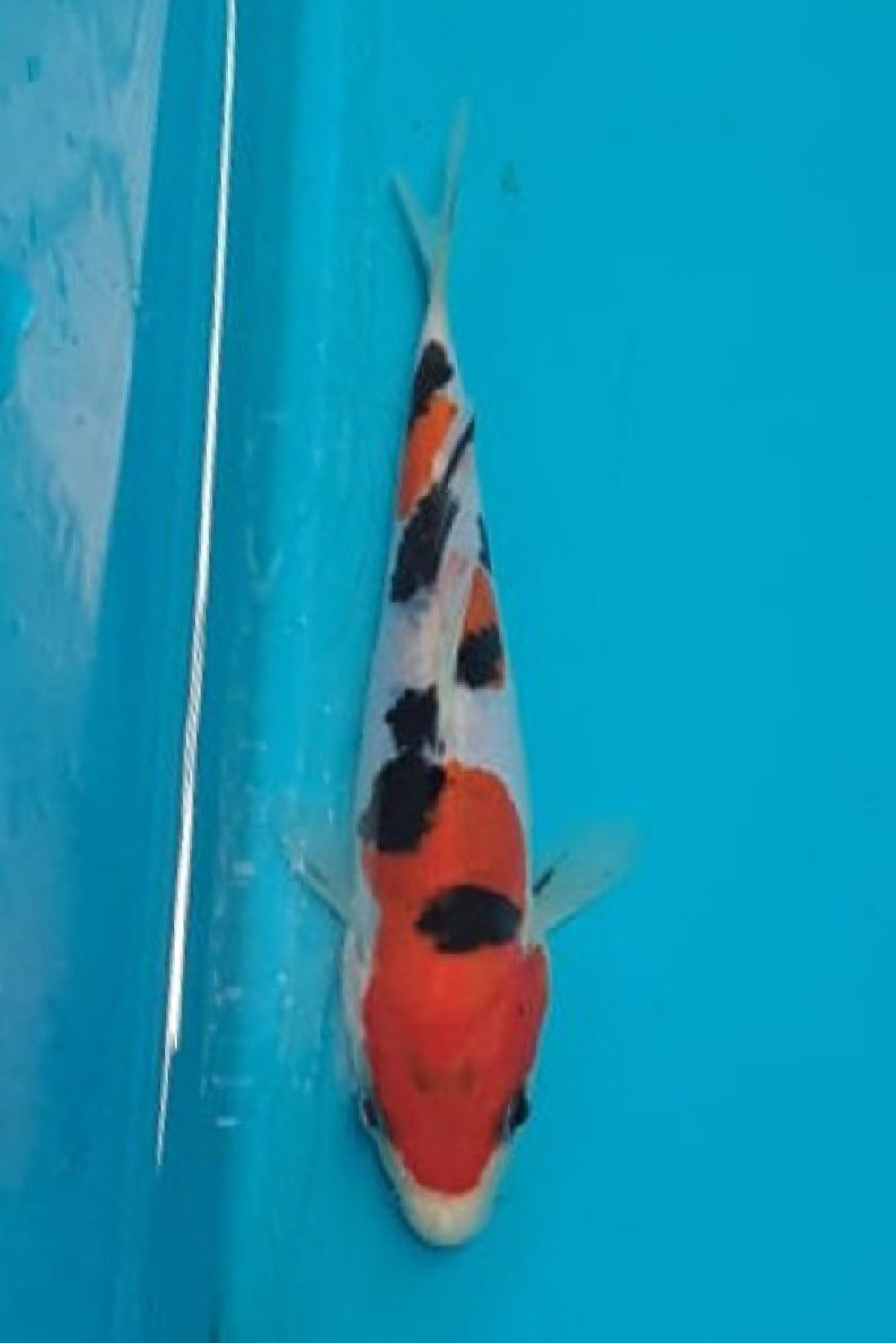 Juara 4