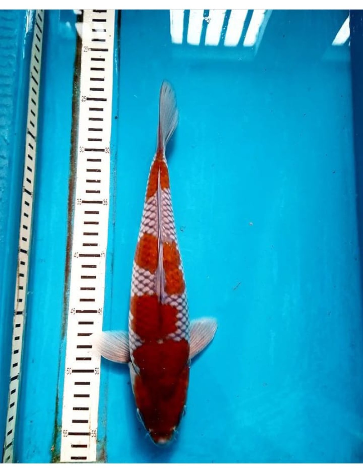 Juara 1