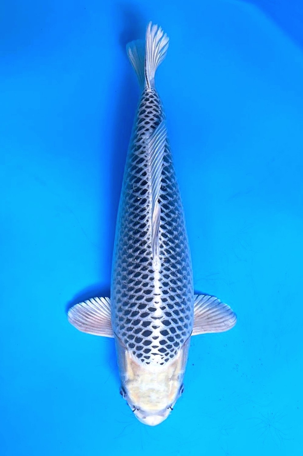 Juara 1