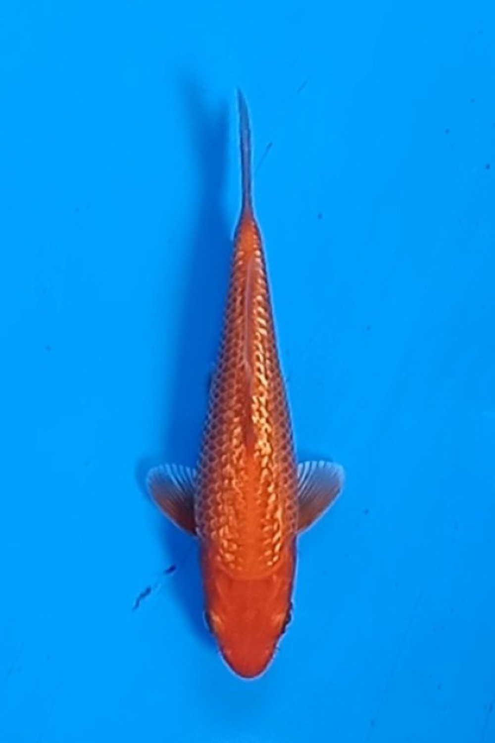 Juara 1