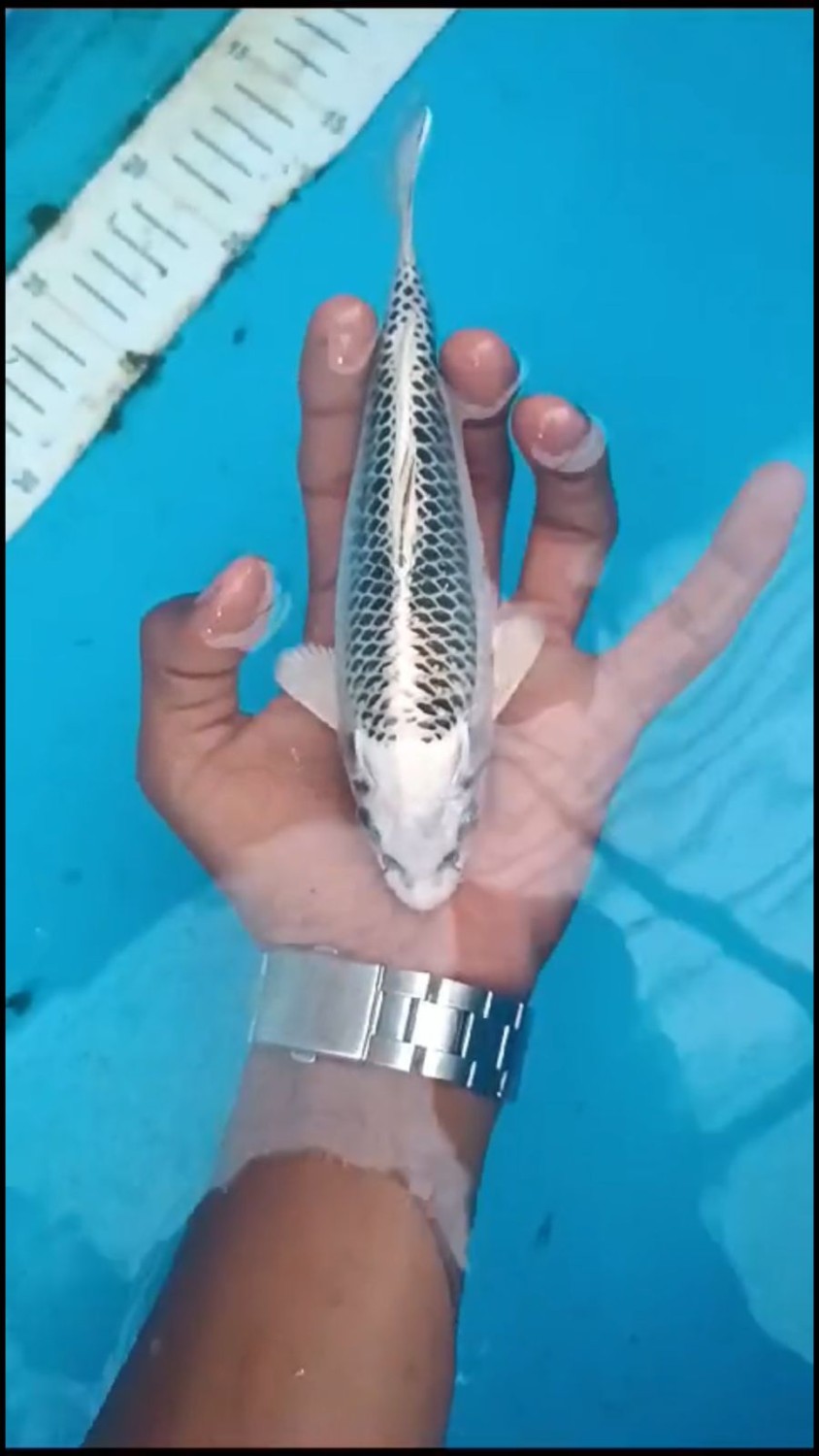 Juara 4