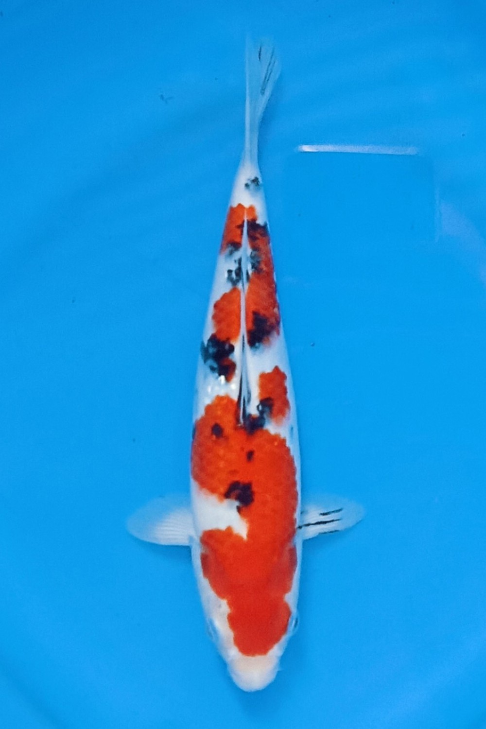 Juara 3