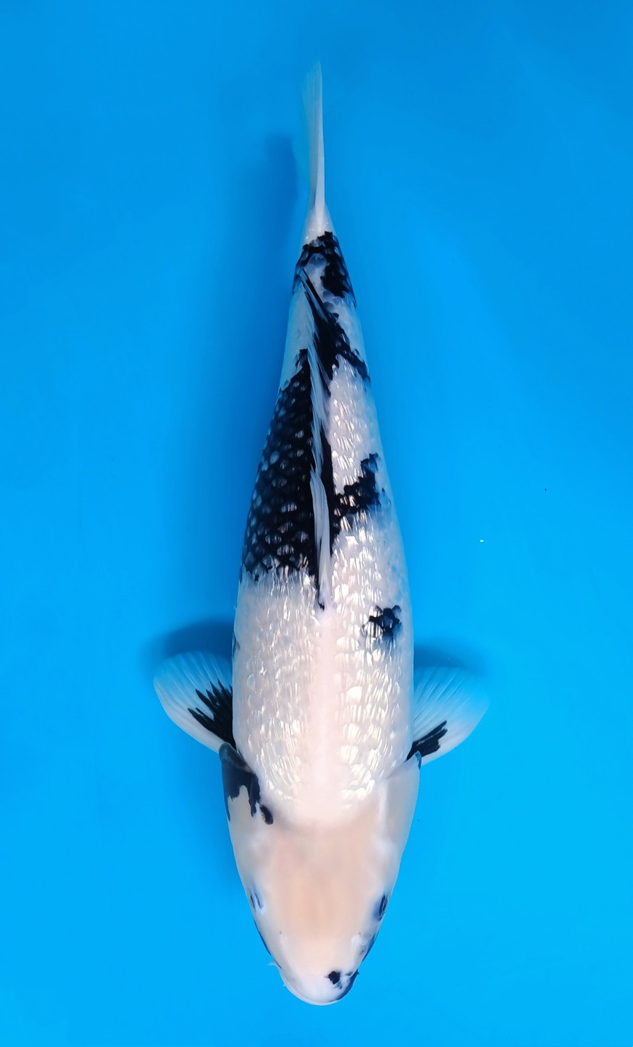 Juara 2