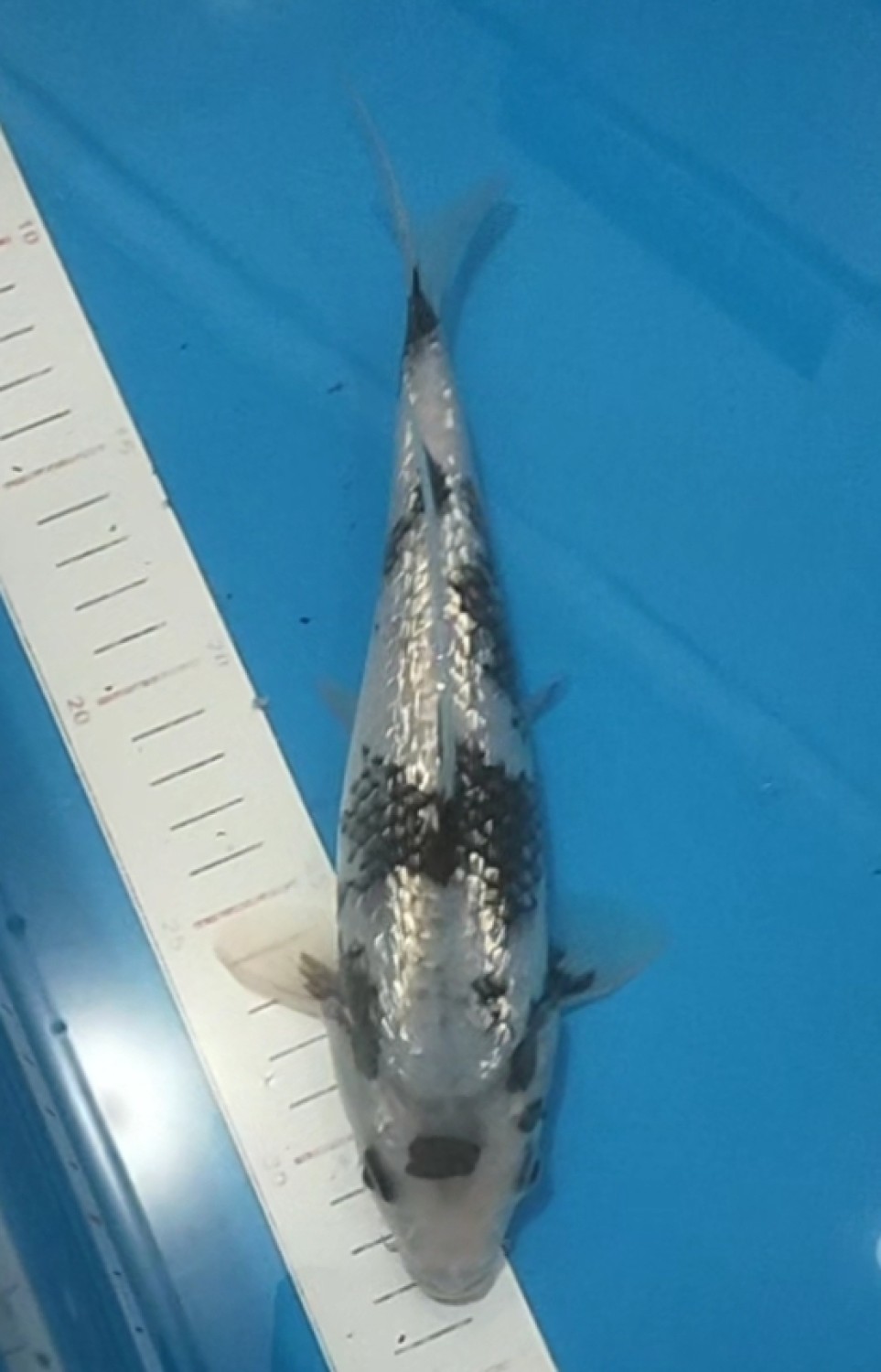 Best In Size C, 21 - 25 cm