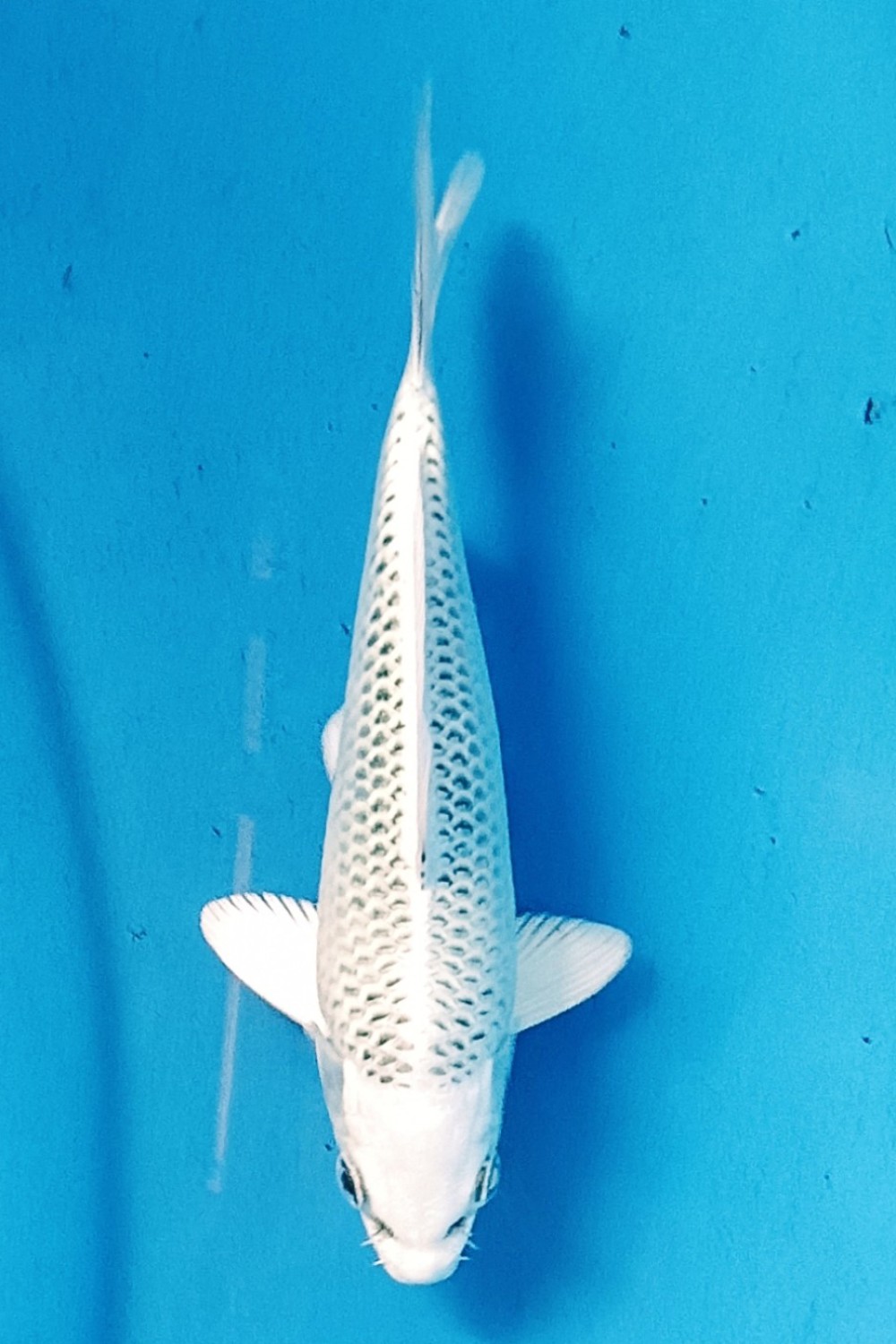 Juara 1