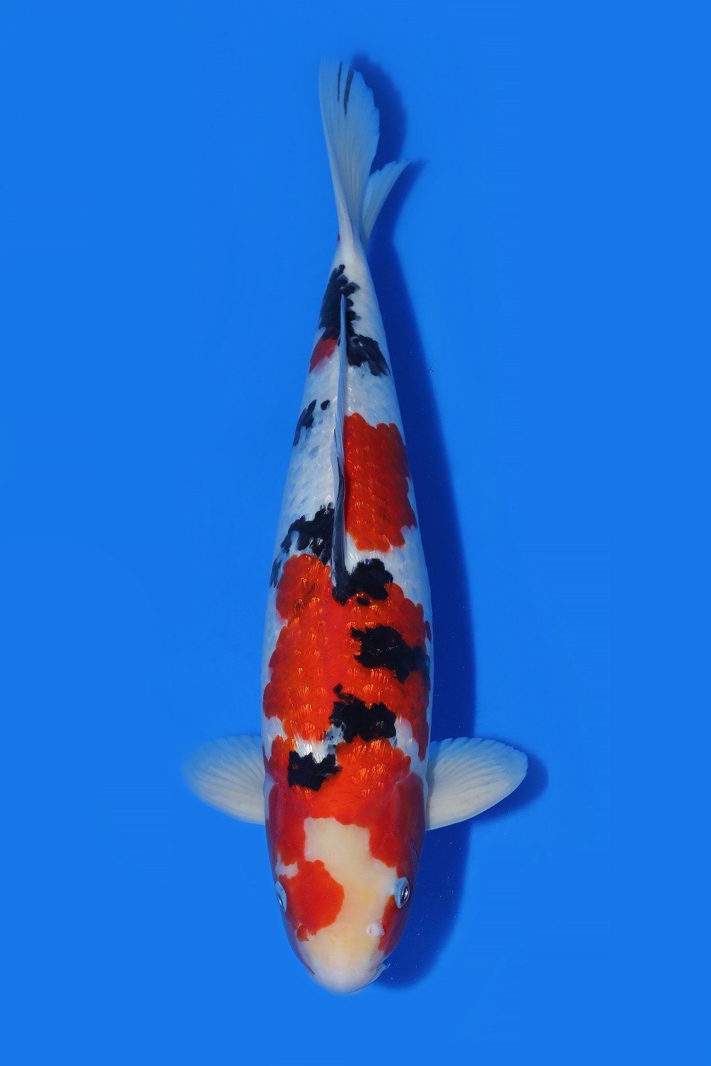 Juara 5