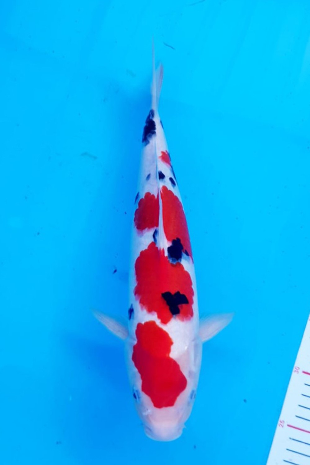 Best In Size A, 36 - 40 cm