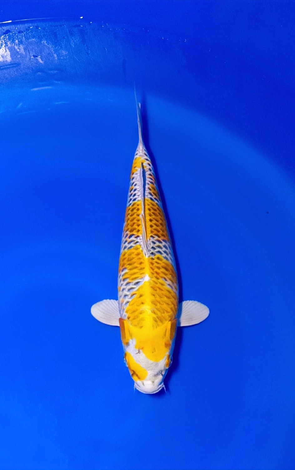 Juara 3