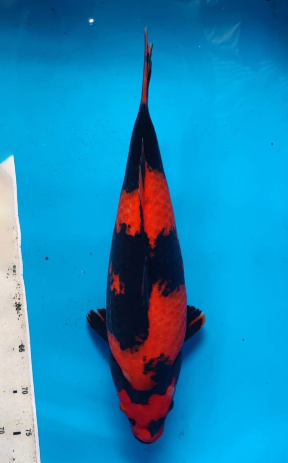 Best In Size D, 46 - 50 cm