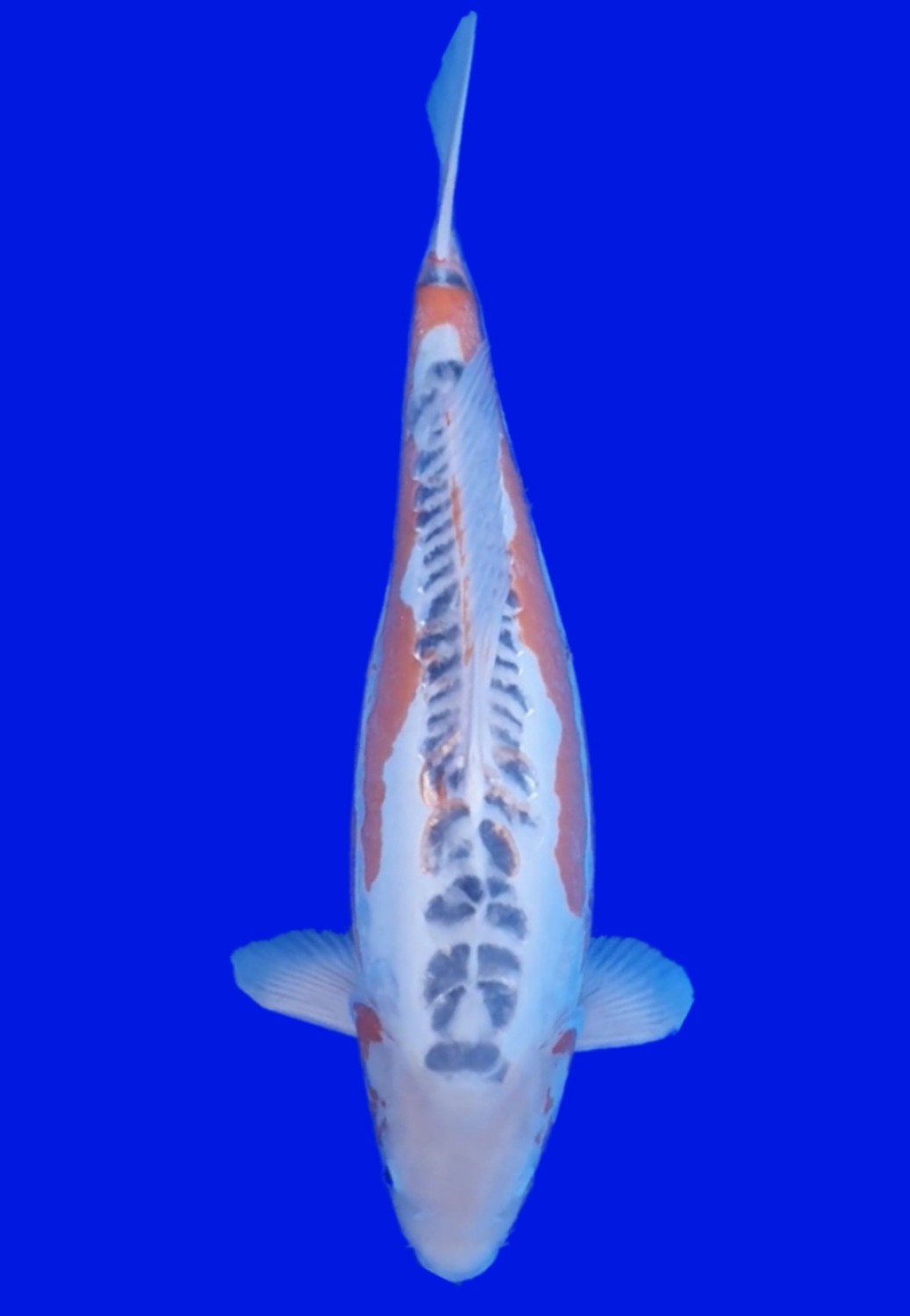 Best In Size D, 71 - 75 cm