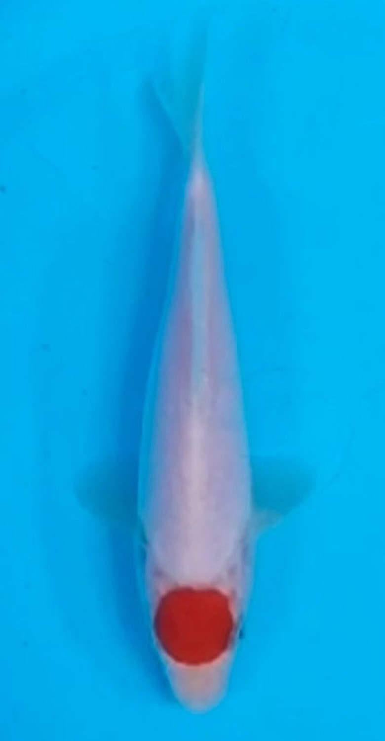 Juara 5