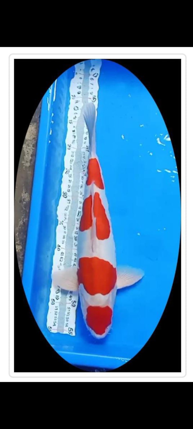 Best In Size C, 41 - 45 cm