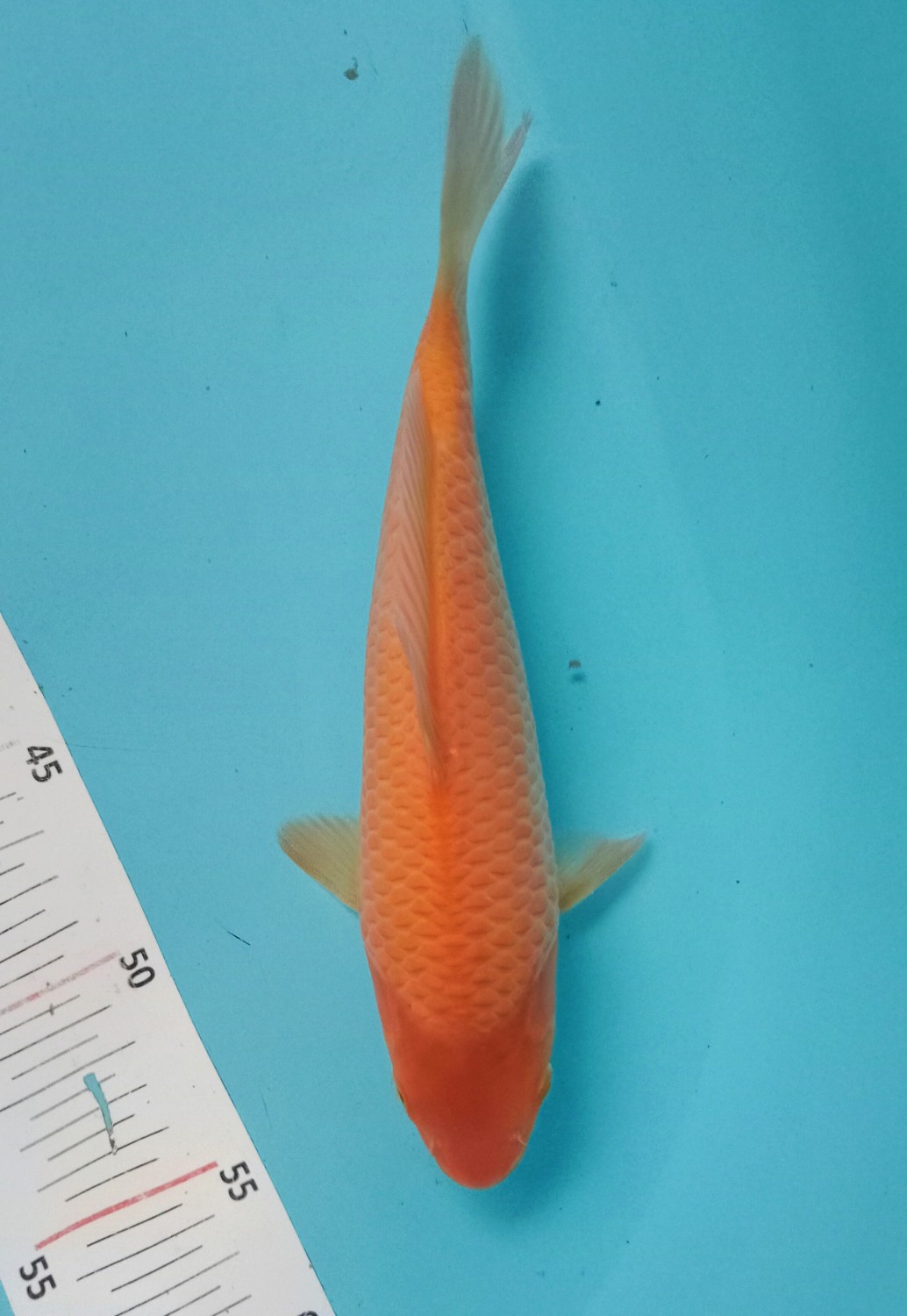 Juara 2