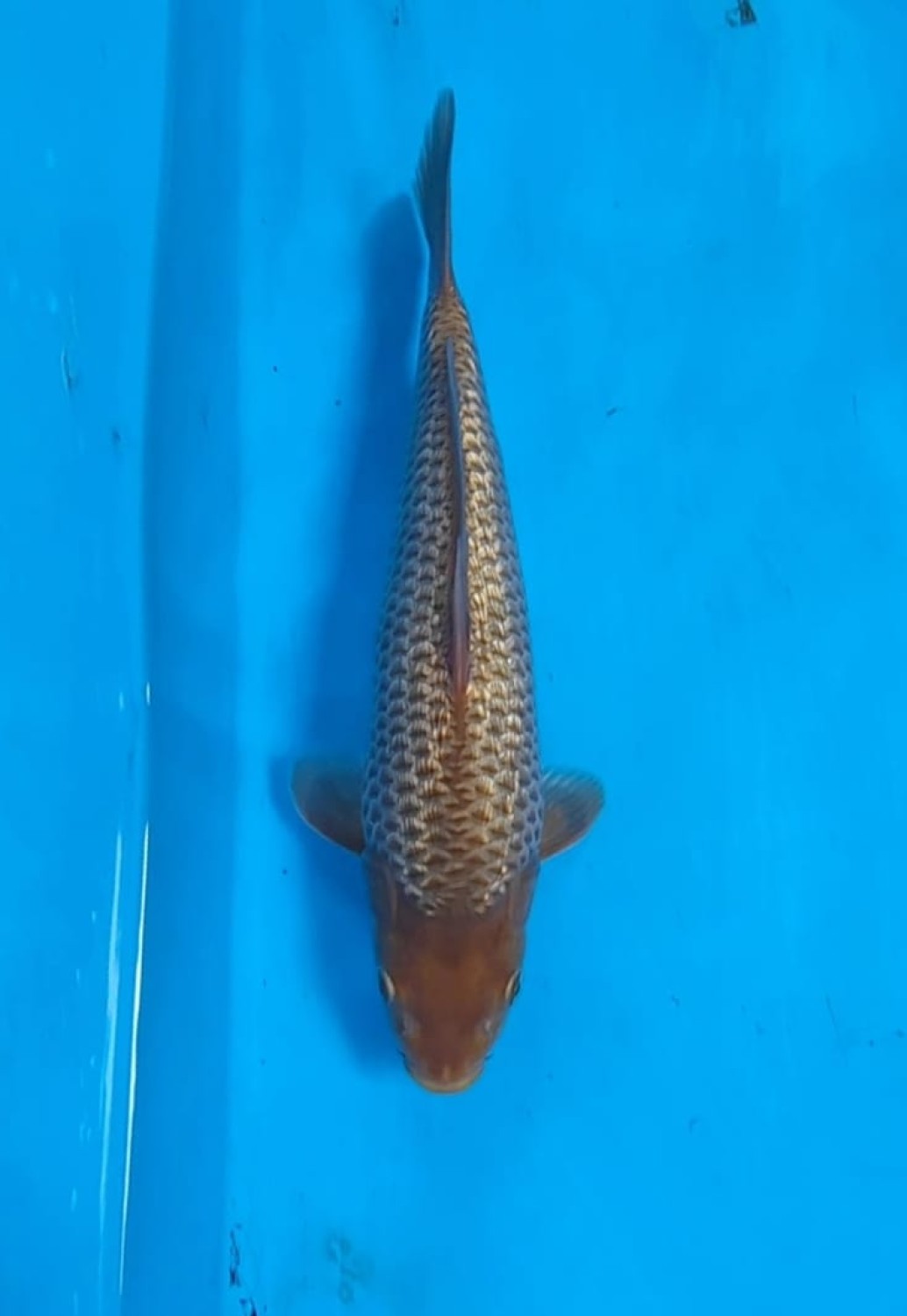 Juara 1