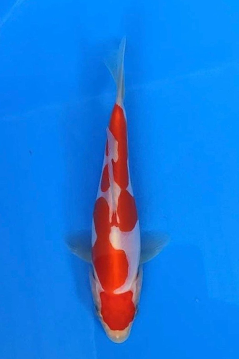 Juara 2