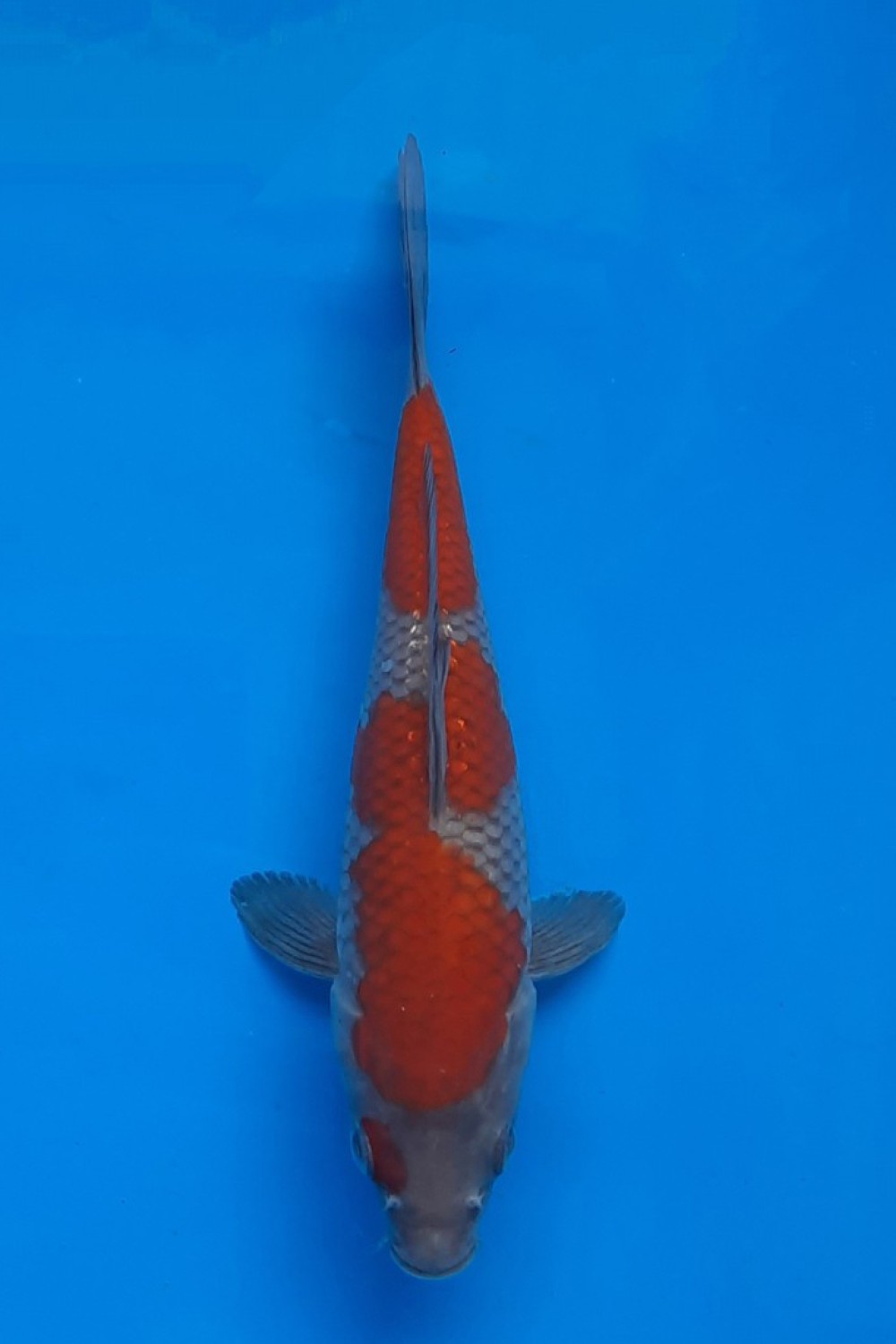 Juara 3