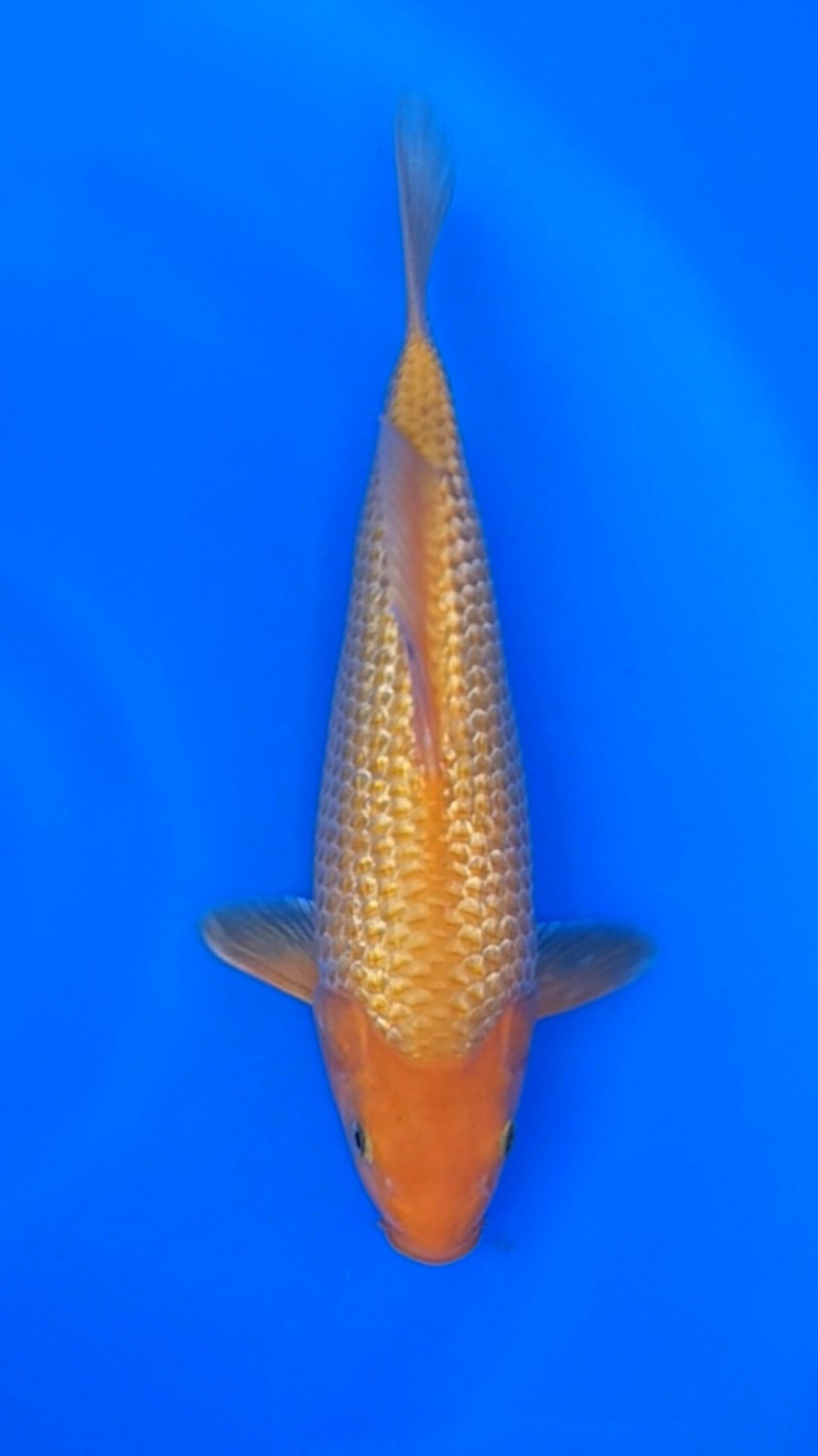 Juara 5