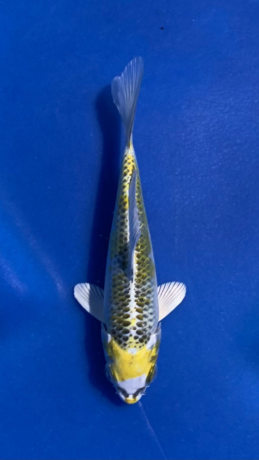 Juara 1