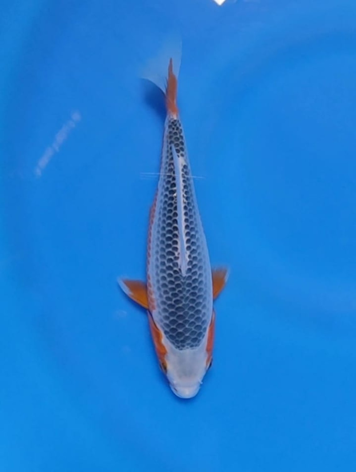 Best In Size D, 16 - 20 cm