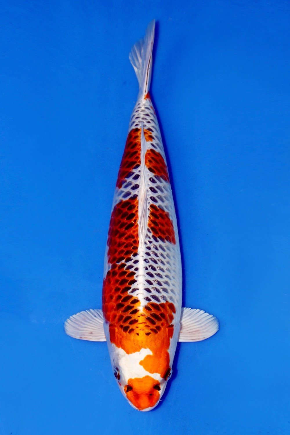 Juara 1