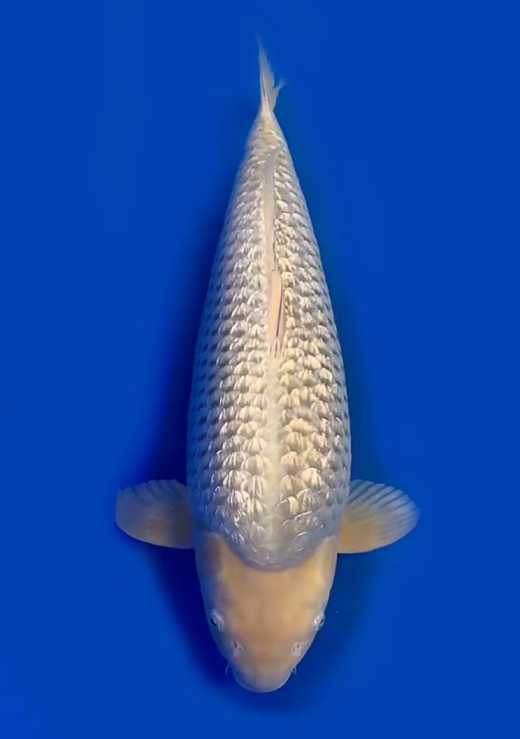 Juara 1