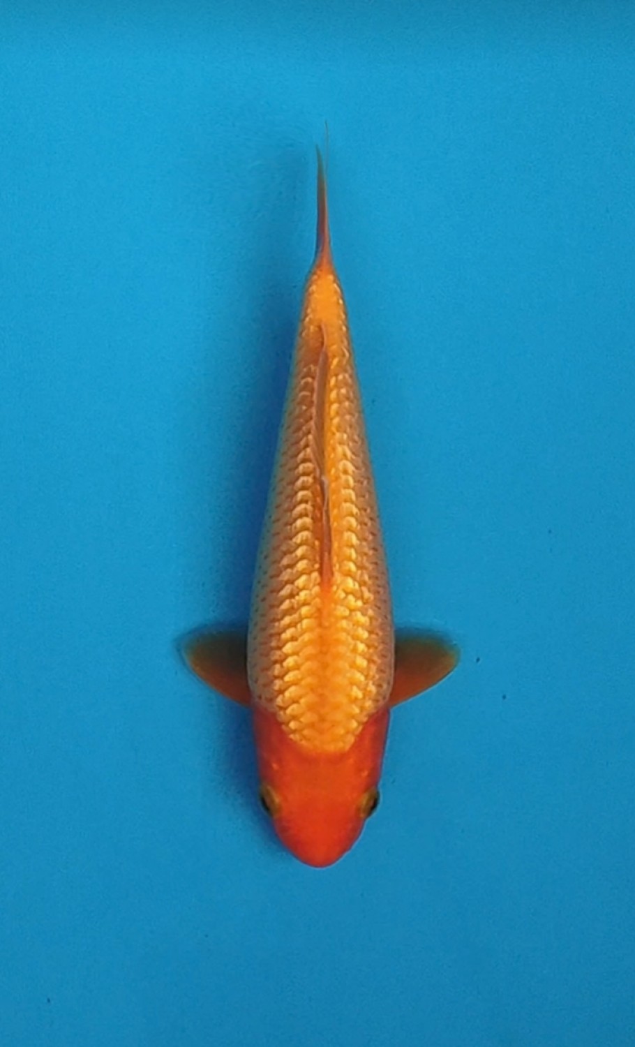 Juara 5