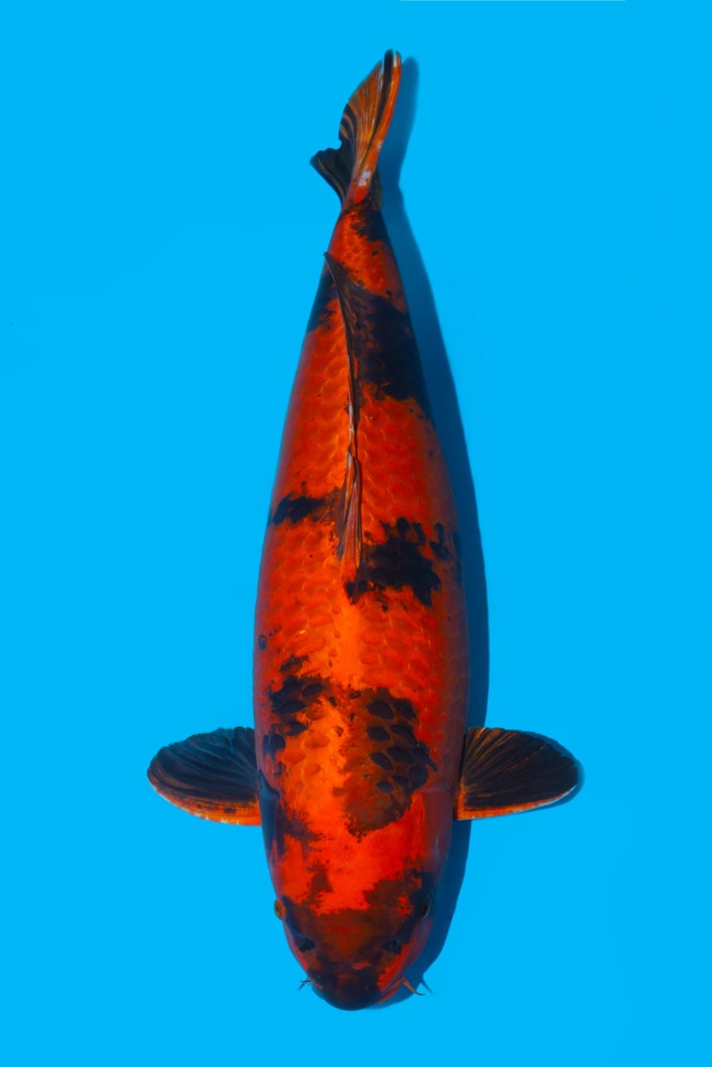 Best In Size D, 61 - 65 cm