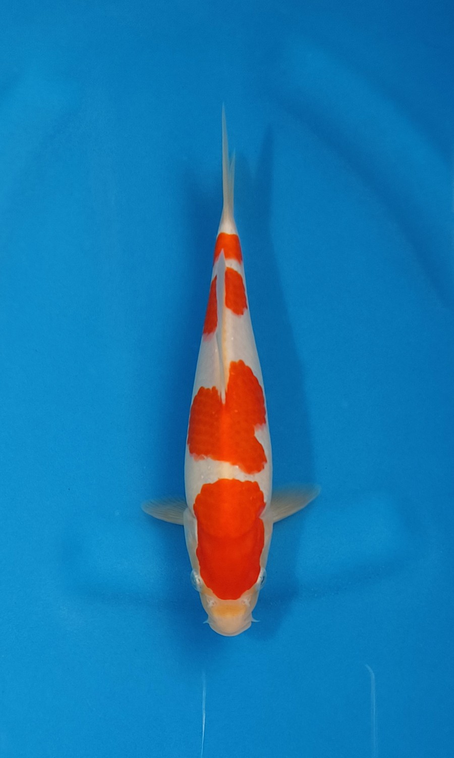 Juara 4