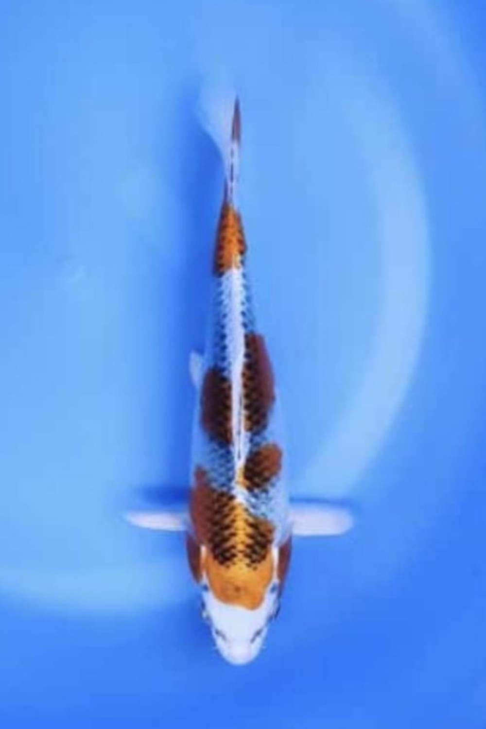 Juara 4