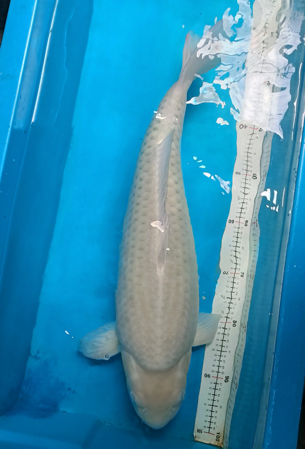Best In Size E, 66 - 70 cm