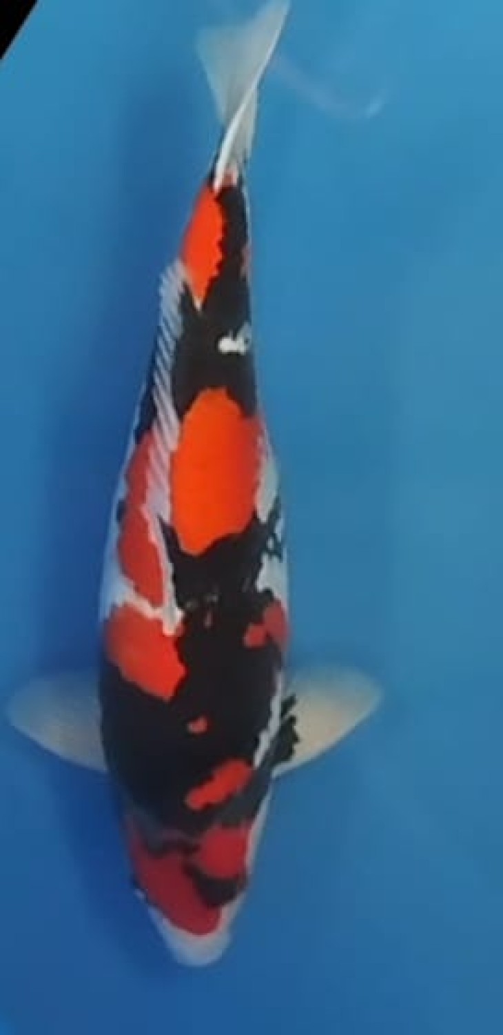 Juara 5
