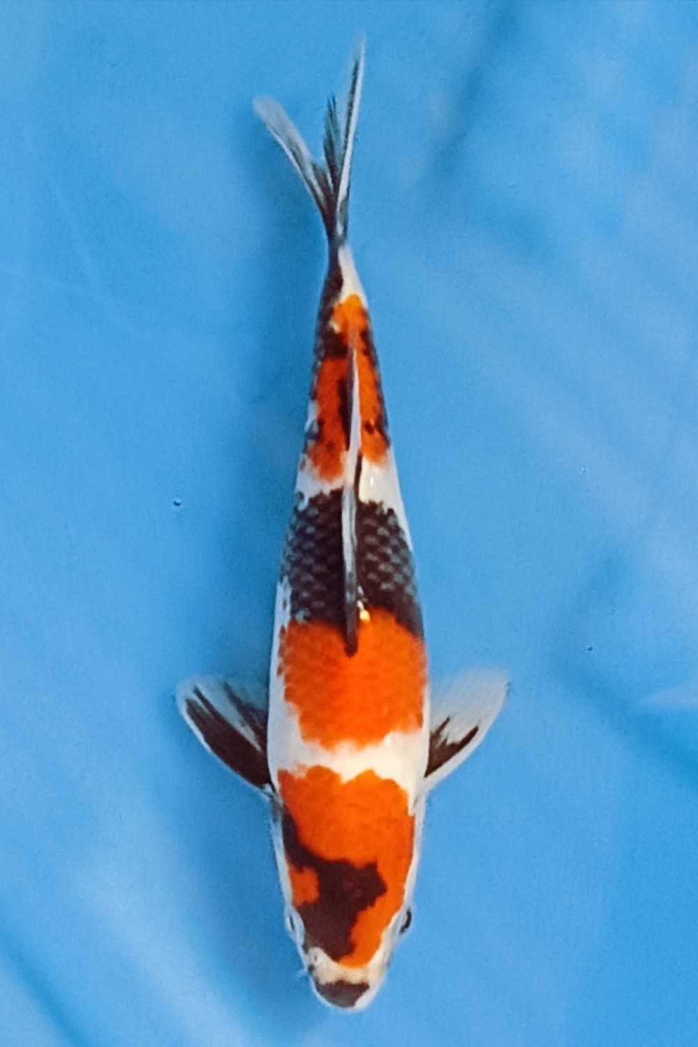 Juara 4